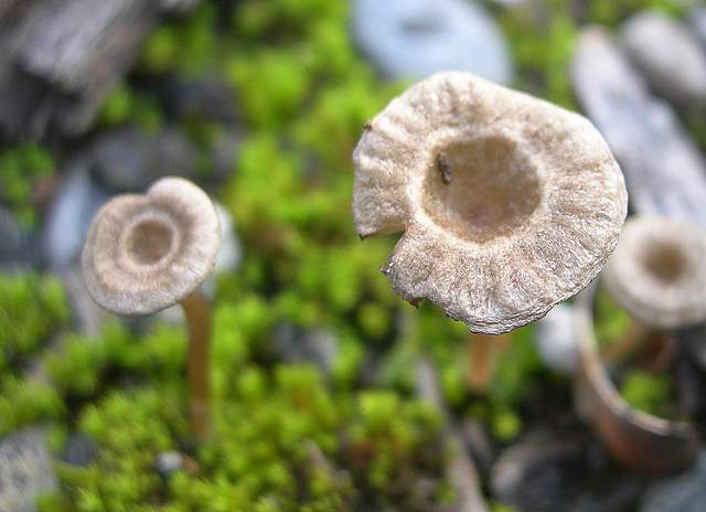 Leptoglossum  rickenii       (Hora) Singer